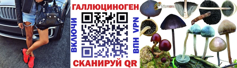 мориарти Telegram  Приозерск  Псилоцибиновые грибы Psilocybe 
